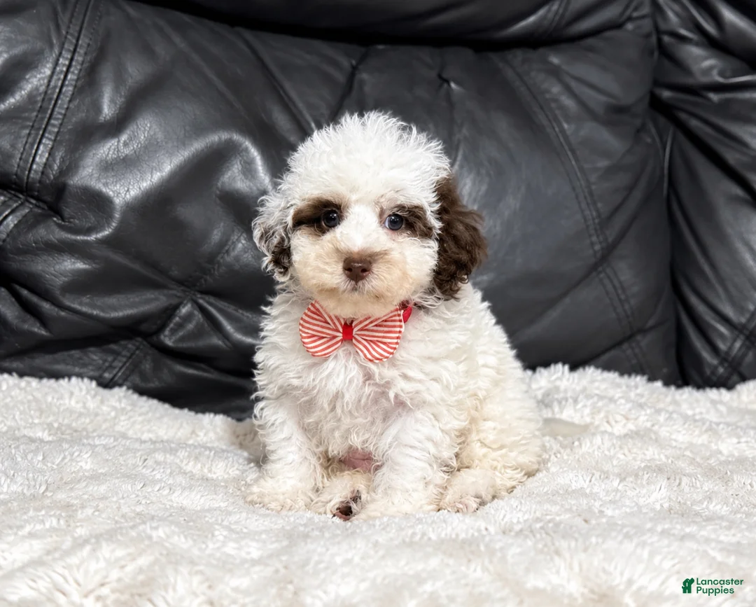 Toy Poodle dogs for sale: Koda - Ad 2