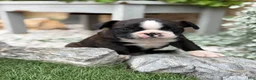 Boston Terrier dogs for sale: Keeth - Ad 12