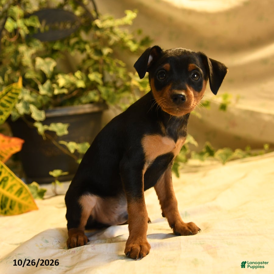 Miniature Pinscher dogs for sale: Dakota - Ad 1