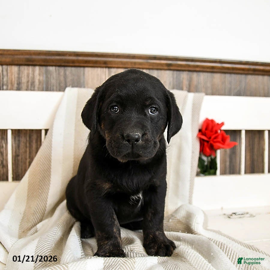 Labrador Retriever dogs Cupcake - Ad 8