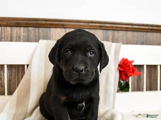 Labrador Retriever dogs Cupcake - Ad 8