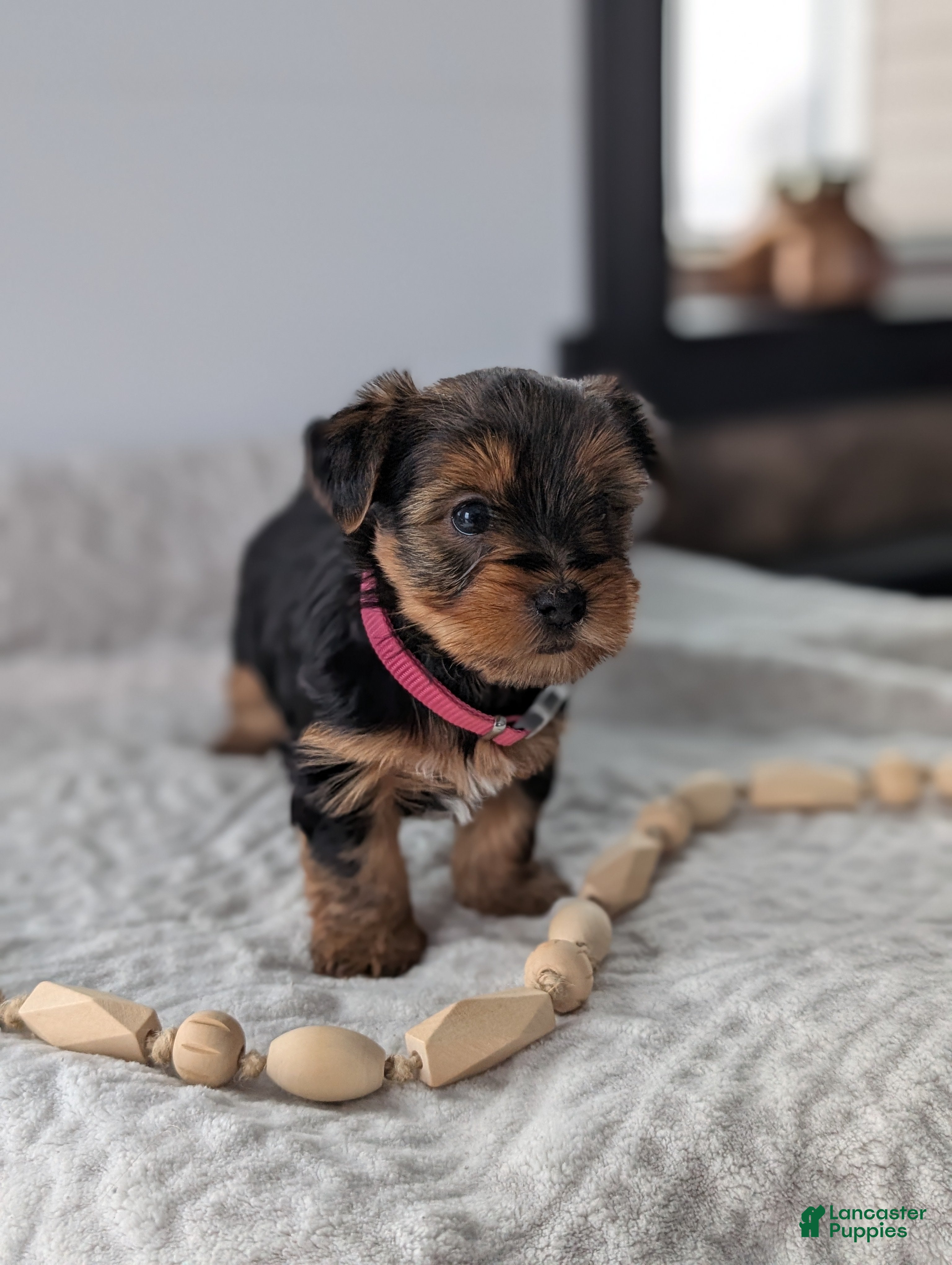 Yorkshire Terrier dogs Dutchess  - Ad 26