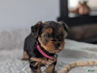 Yorkshire Terrier dogs Dutchess - Ad 20