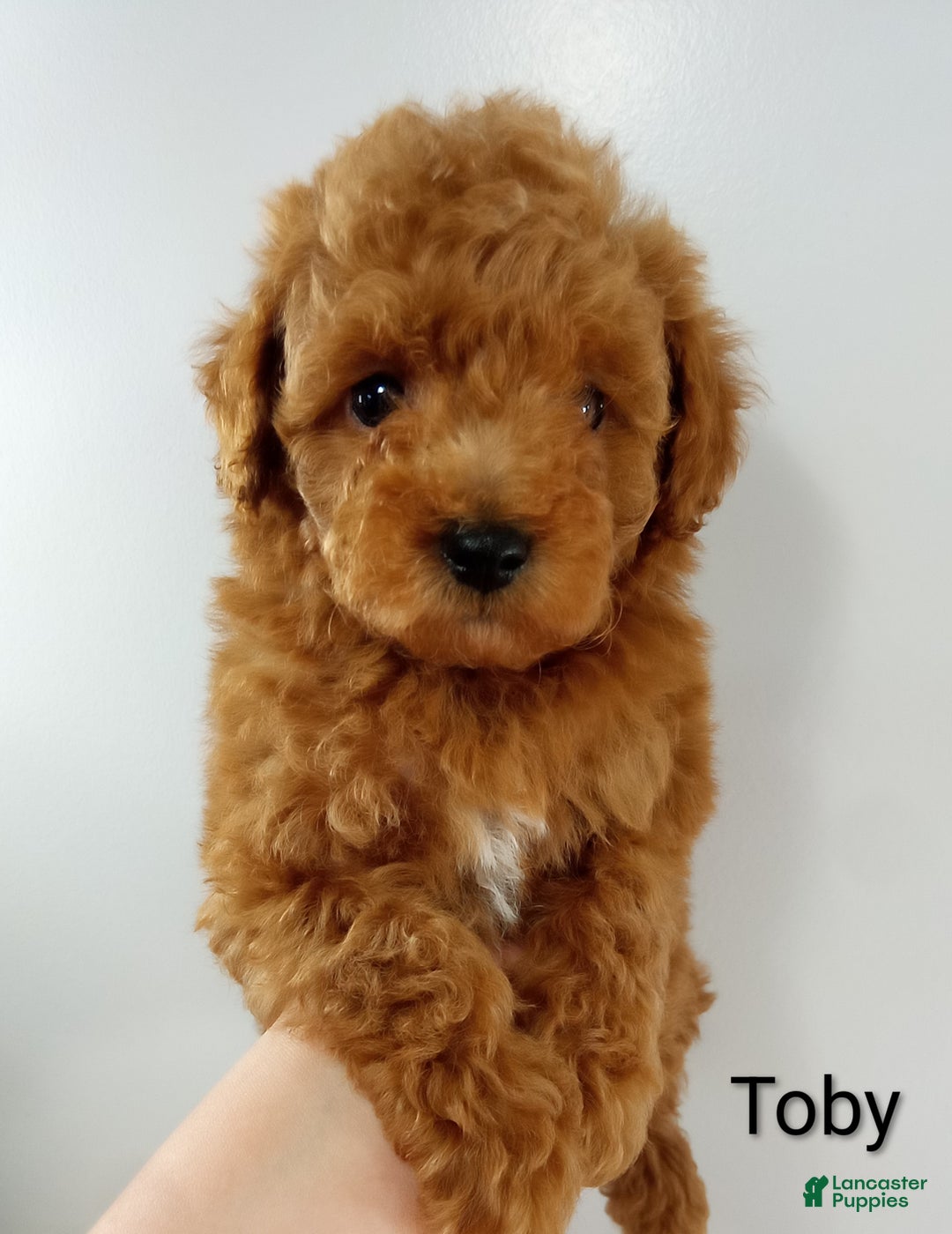 Toy Poodle dogs for sale: Toby -AKC  - Ad 6