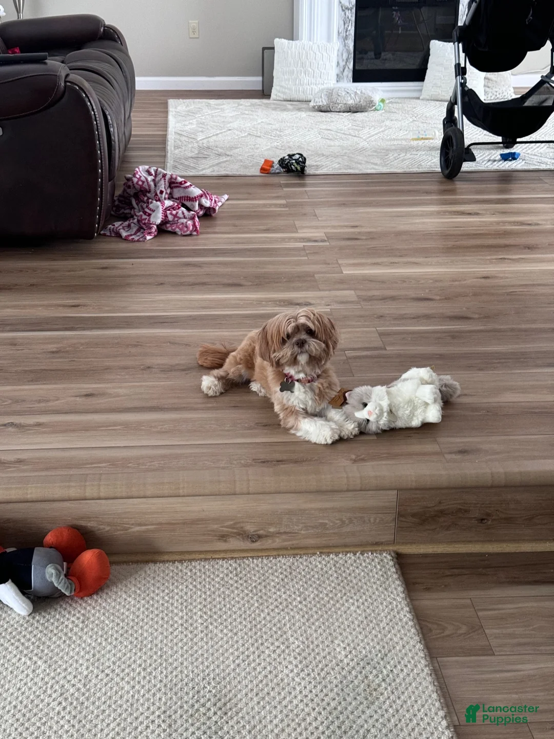 Mixed Breed dogs for sale: Brownie  - Ad 10