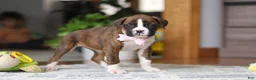 Boxer dogs for sale: Indy - Ad 4
