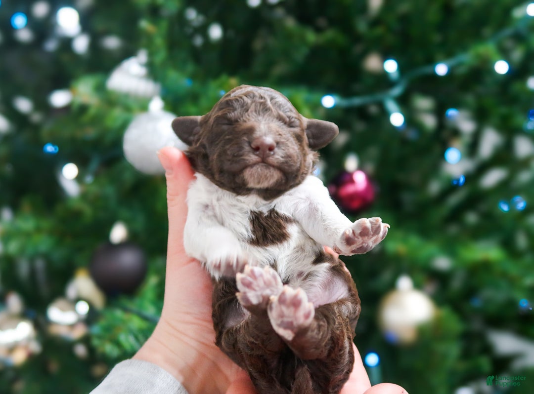 Lagotto Romagnolo dogs for sale: female 3 - Ad 2