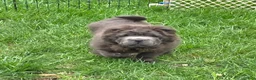 Shar Pei dogs for sale: Blue bear mini - Ad 16