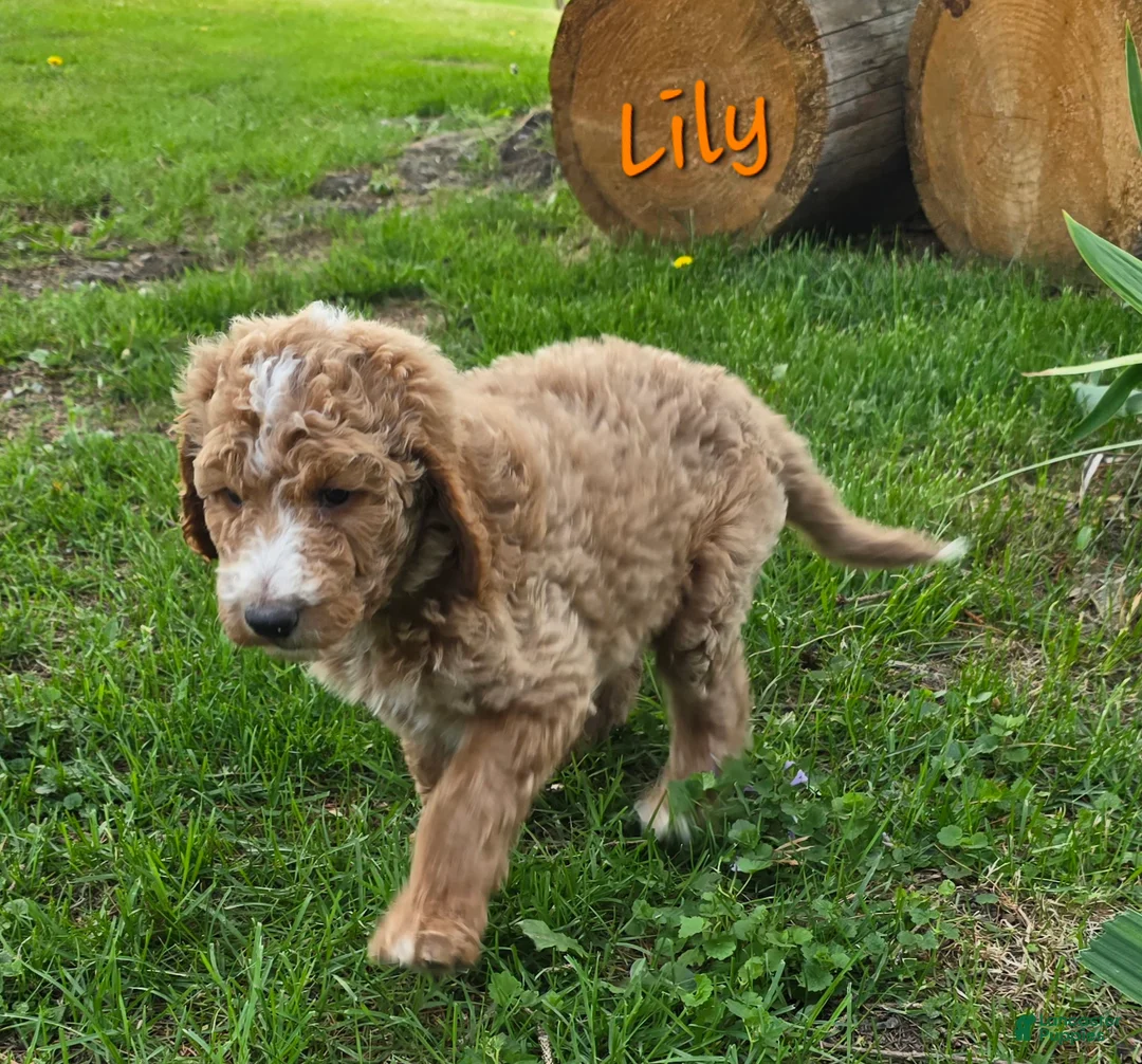 Goldendoodle dogs for sale: Goldendoodle Puppy 4 - Ad 2