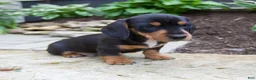 Miniature Dachshund dogs for sale: Grady - Ad 3