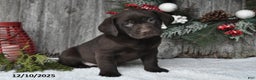 Labrador Retriever dogs for sale: Silas - Ad 3