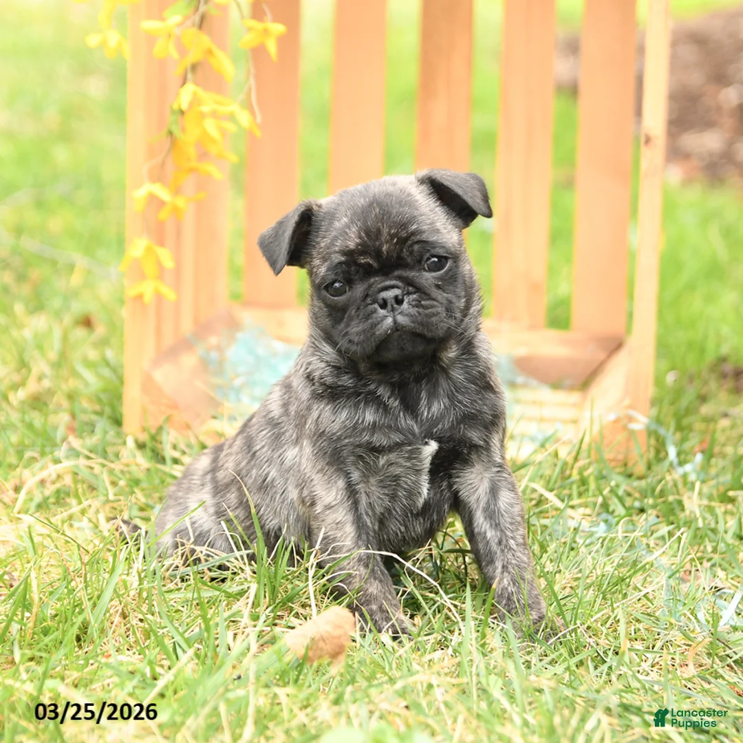 Pug dogs for sale: Seth - Ad 1