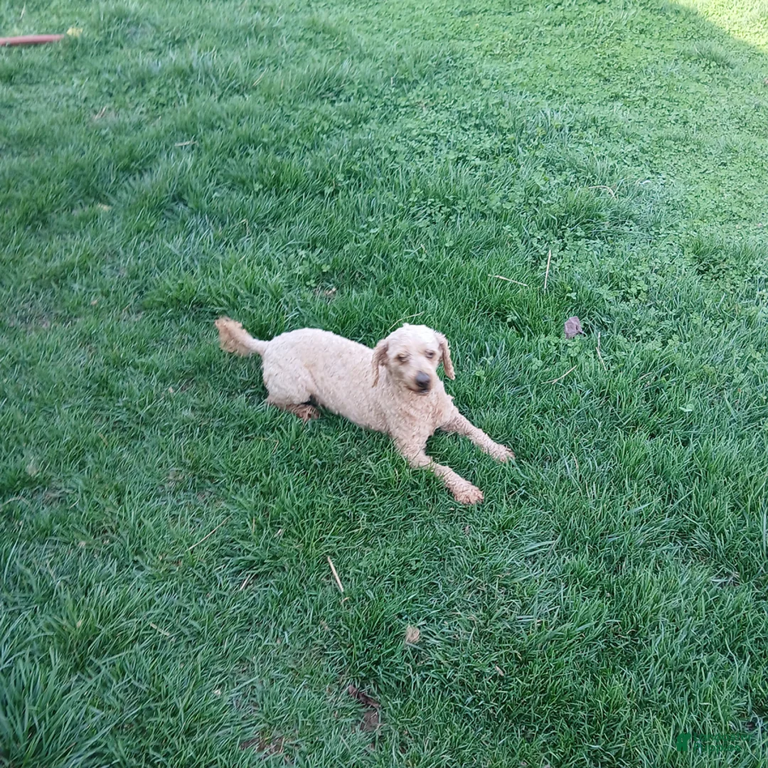Cavapoo dogs for sale: Dasher - Ad 6