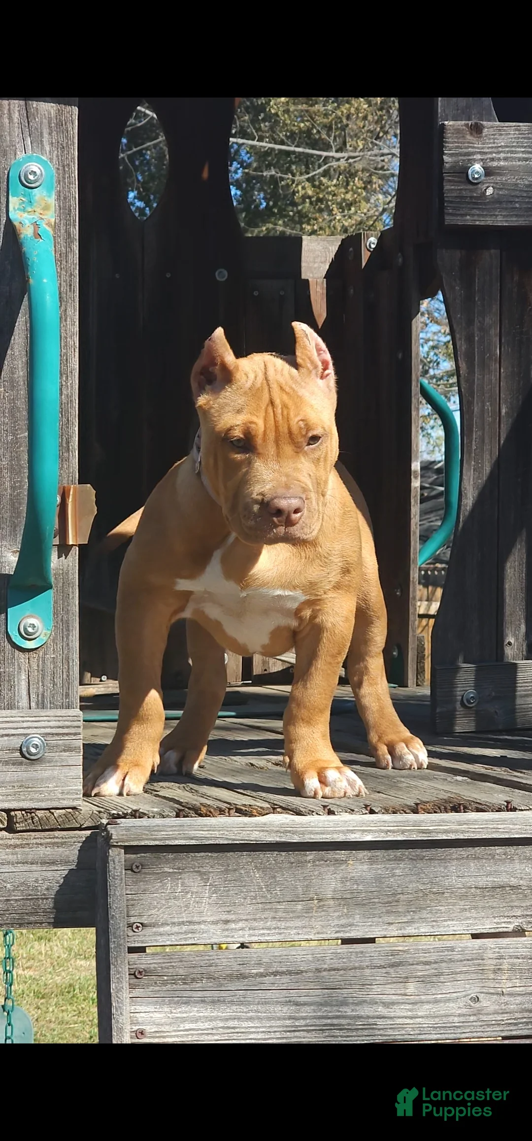 American Bully dogs for sale: American Bully Puppy 1 - Ad 1