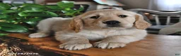 Mixed Breed dogs for sale: Tinker - Ad 3