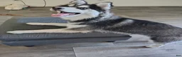 Pomsky dogs for sale: Pomsky 1 - Ad 2