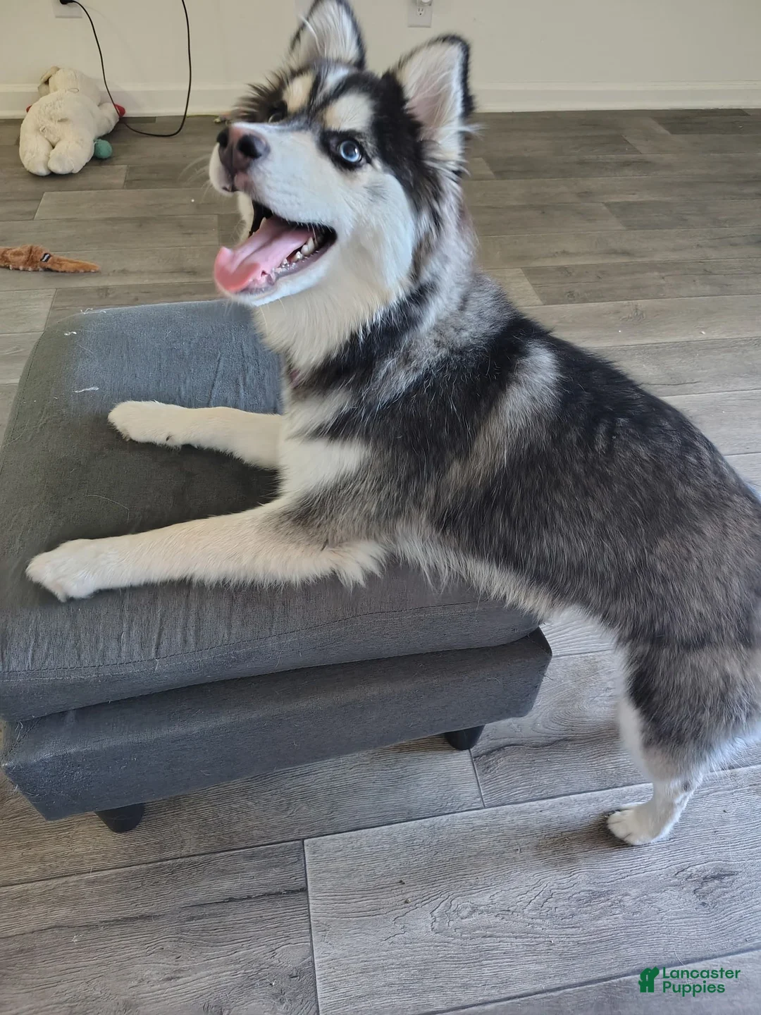 Pomsky dogs for sale: Pomsky 1 - Ad 2