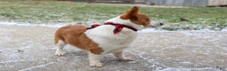 Welsh Corgi Pembroke dogs for sale: Izzy - Ad 21