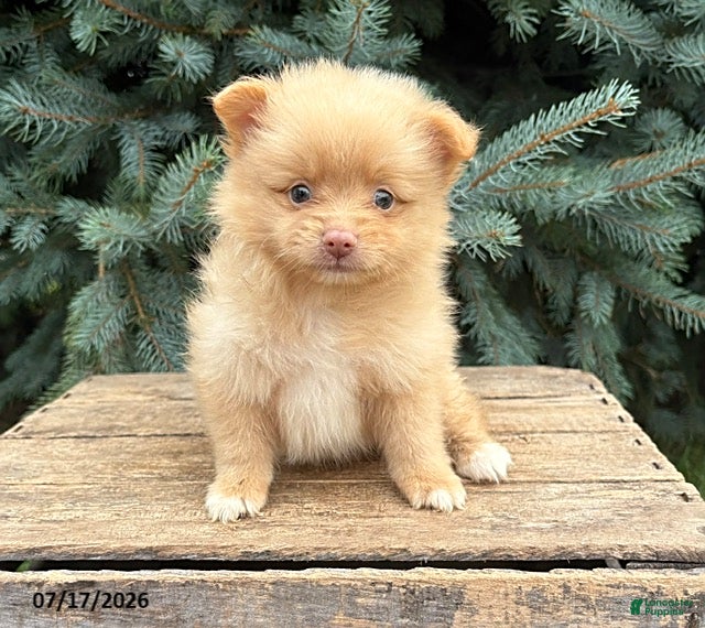 Pomeranian dogs Penny - Ad 1