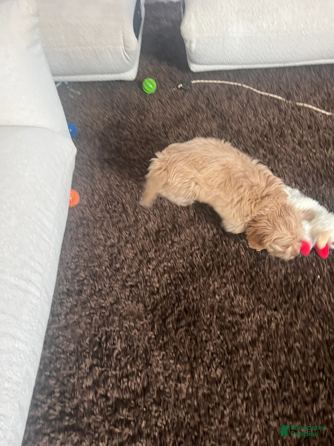 Cavapoo dogs for sale: Cavapoo Puppy 1 - Ad 2
