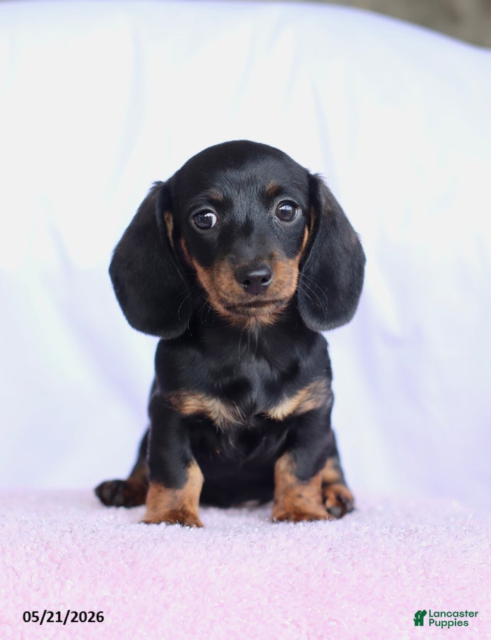 Miniature Dachshund dogs Carol - Ad 2