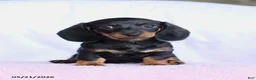 Miniature Dachshund dogs for sale: Carol - Ad 2