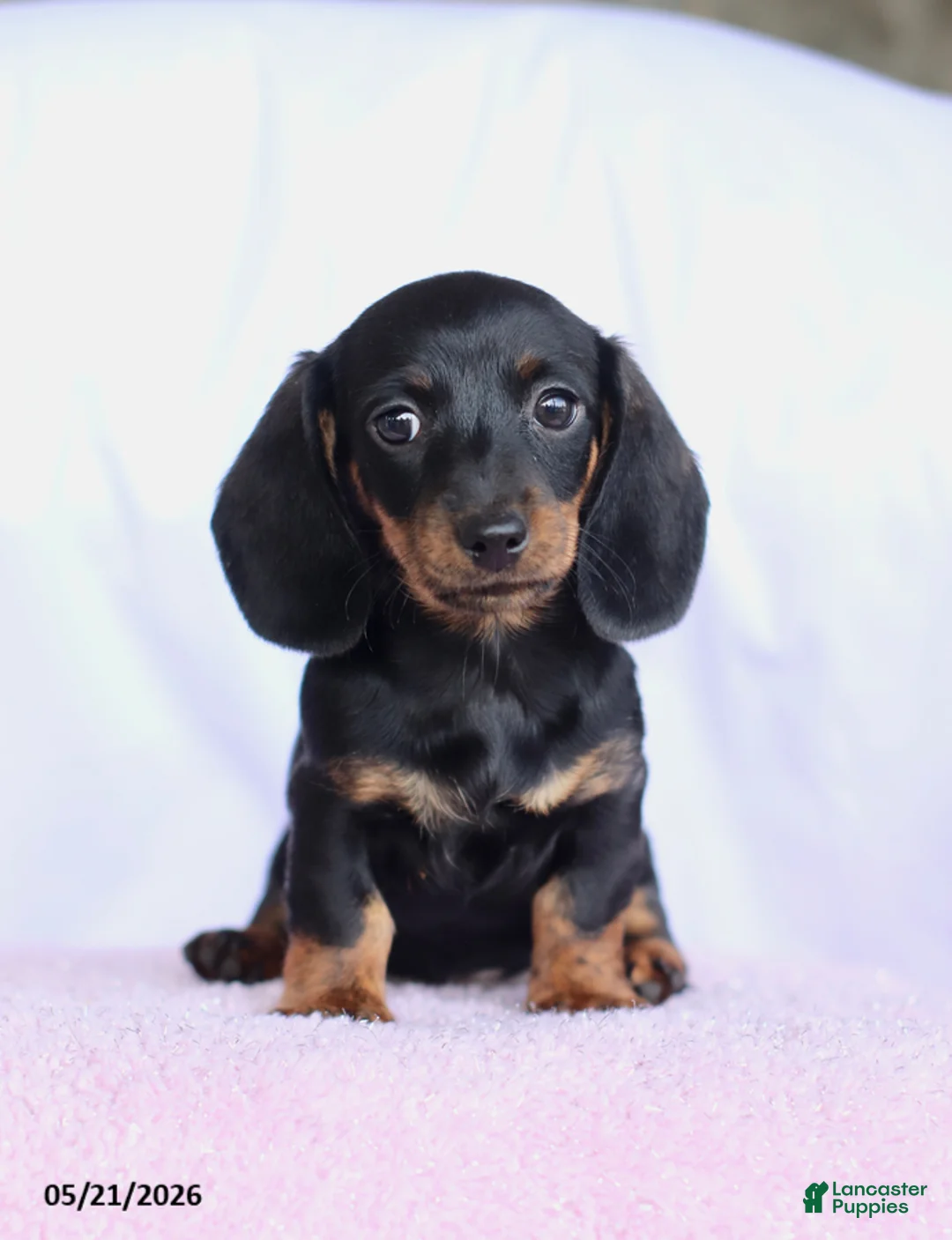 Miniature Dachshund dogs for sale: Carol - Ad 2