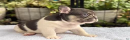 French Bulldog dogs for sale: Cypress - Ad 2