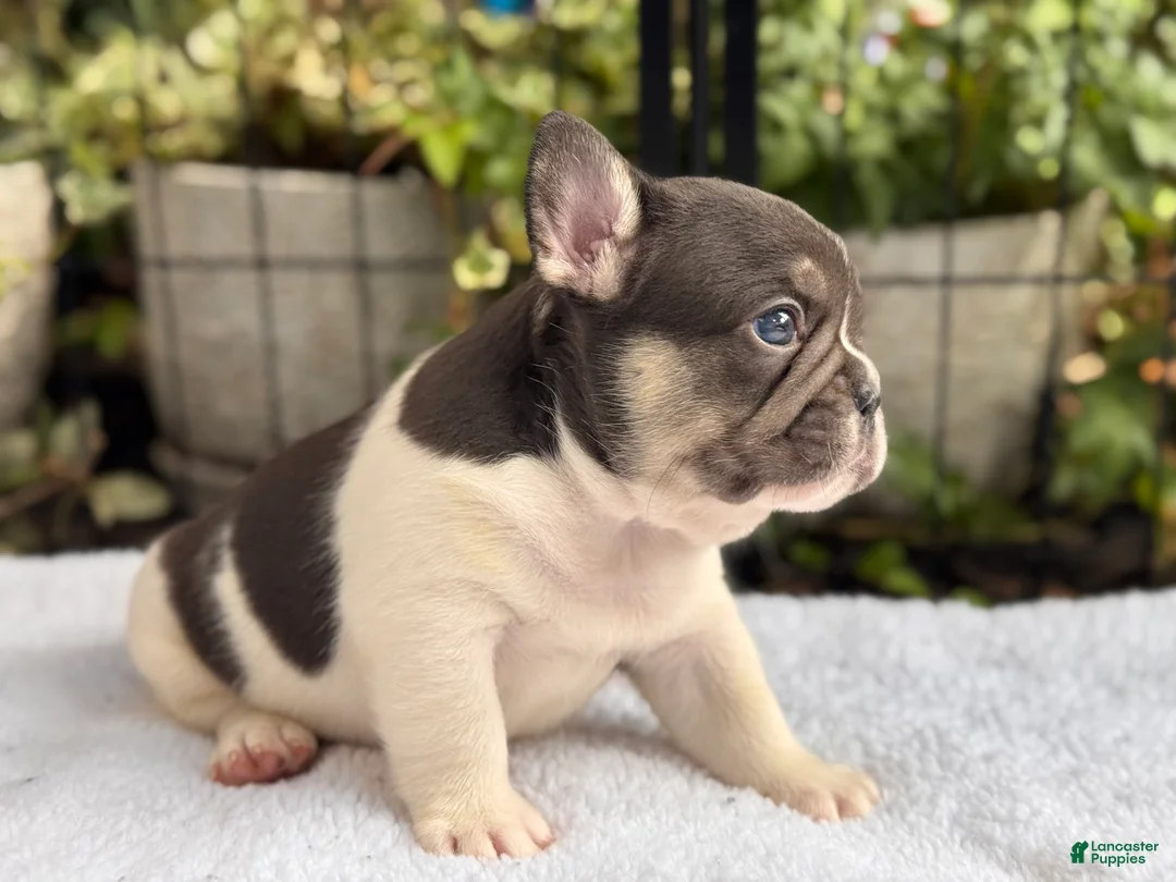 French Bulldog dogs for sale: Cypress - Ad 2