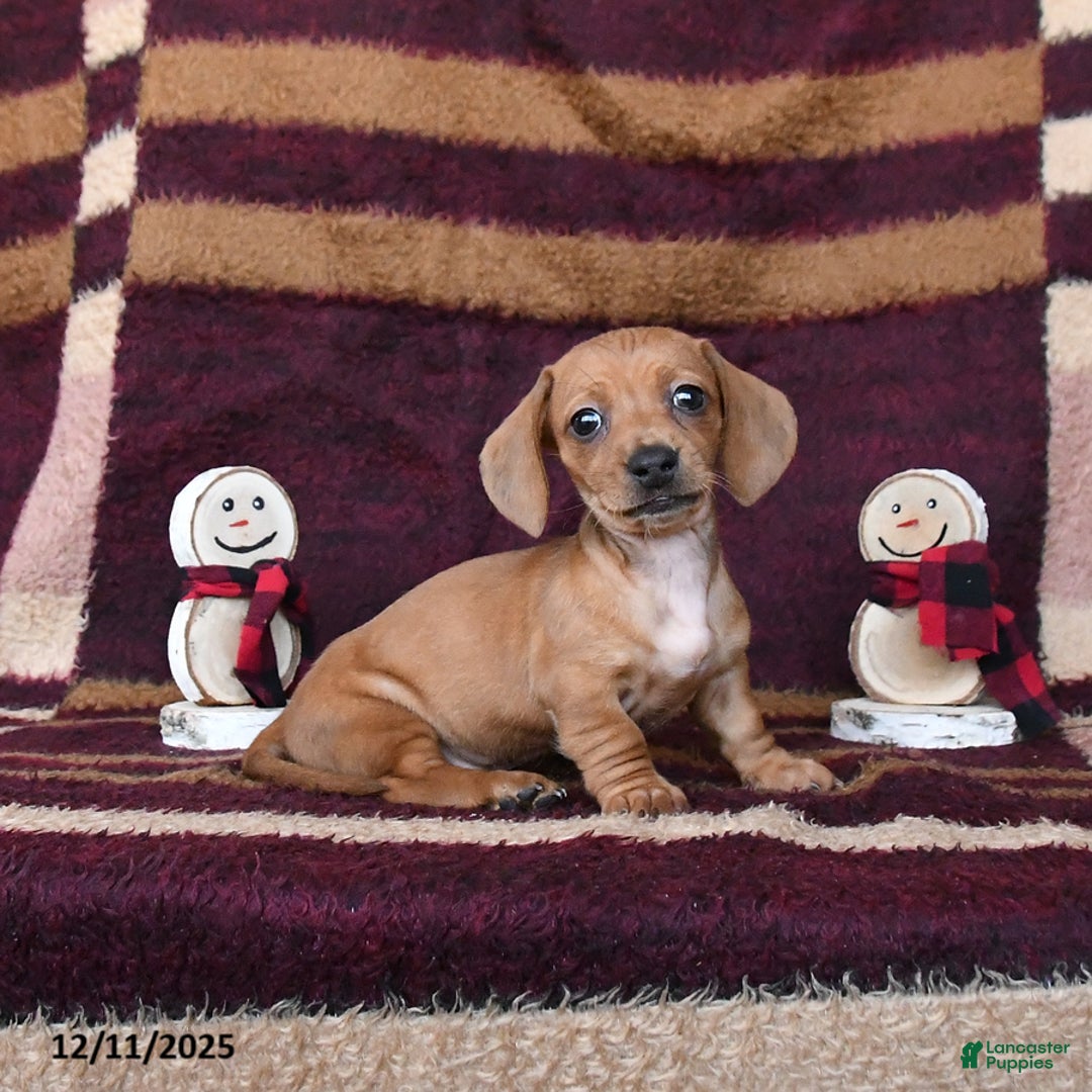 Dachshund dogs for sale: Chili - Ad 4