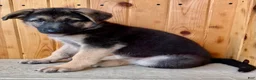 German Shepherd dogs for sale: Pippa - Ad 4