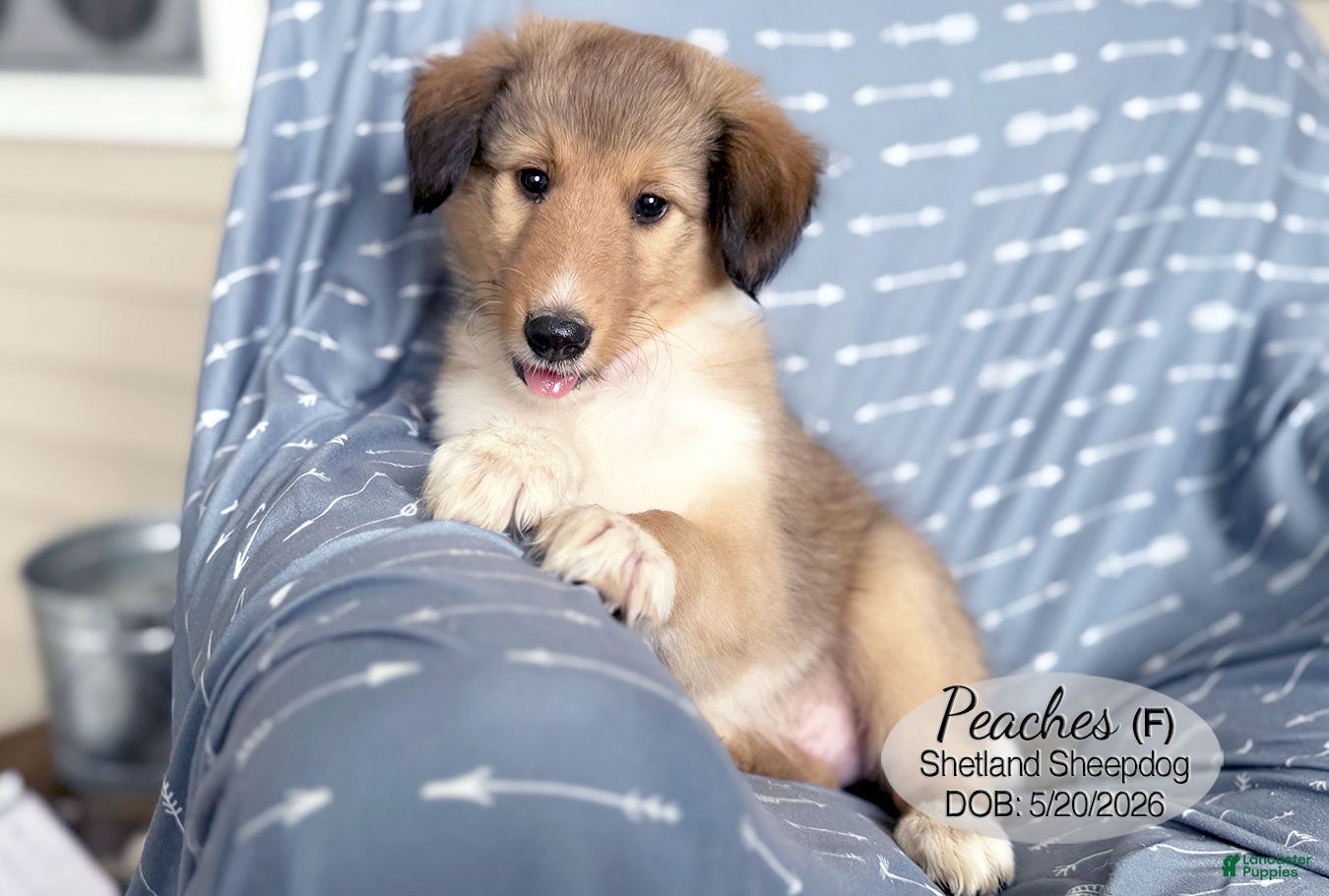 Shetland Sheepdog dogs Peaches - Ad 1