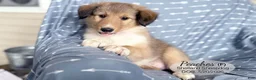 Shetland Sheepdog dogs for sale: Peaches - Ad 1