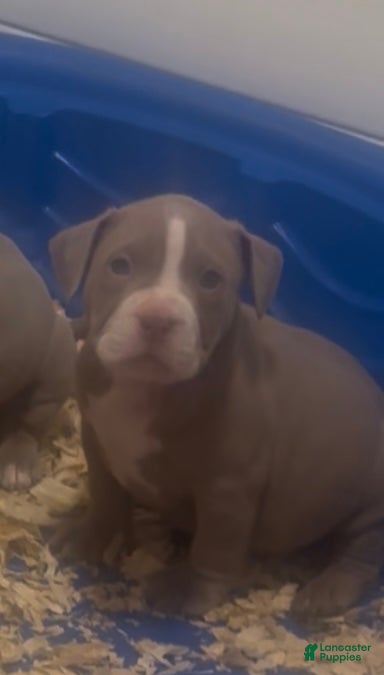 American Bully dogs Butterscotch baby  - Ad 4