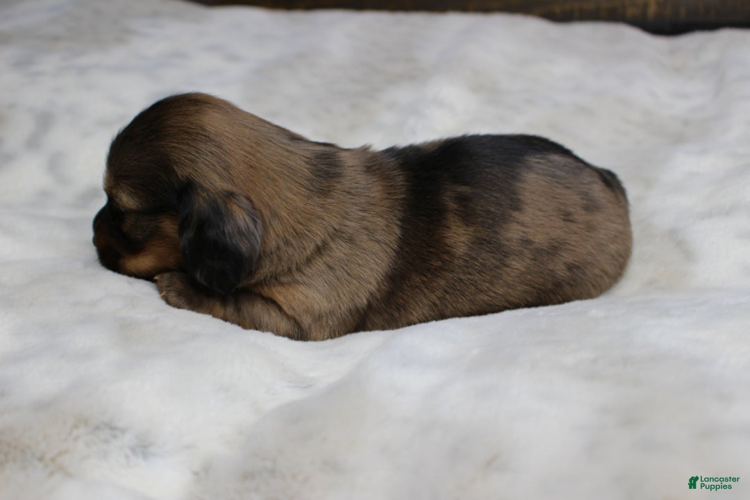 Dachshund dogs for sale: Zoe - Ad 6