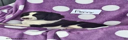 English Springer Spaniel dogs for sale: Penny - Ad 7