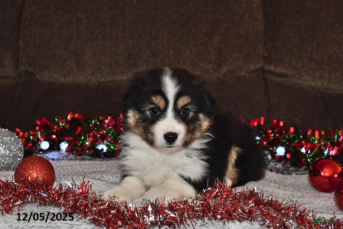 Miniature Australian Shepherd dogs Buttons - Ad 25