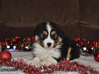 Miniature Australian Shepherd dogs Buttons - Ad 21