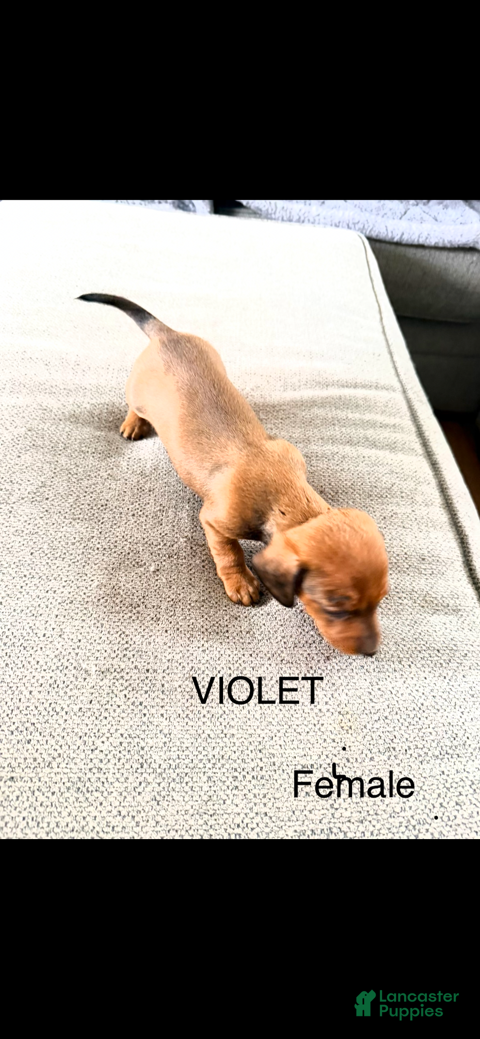 Dalmatian dogs Violet - Ad 1