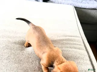 Dachshund dogs for sale: Violet - Ad 1