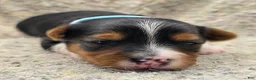 Yorkshire Terrier dogs for sale: Sunny - Ad 5