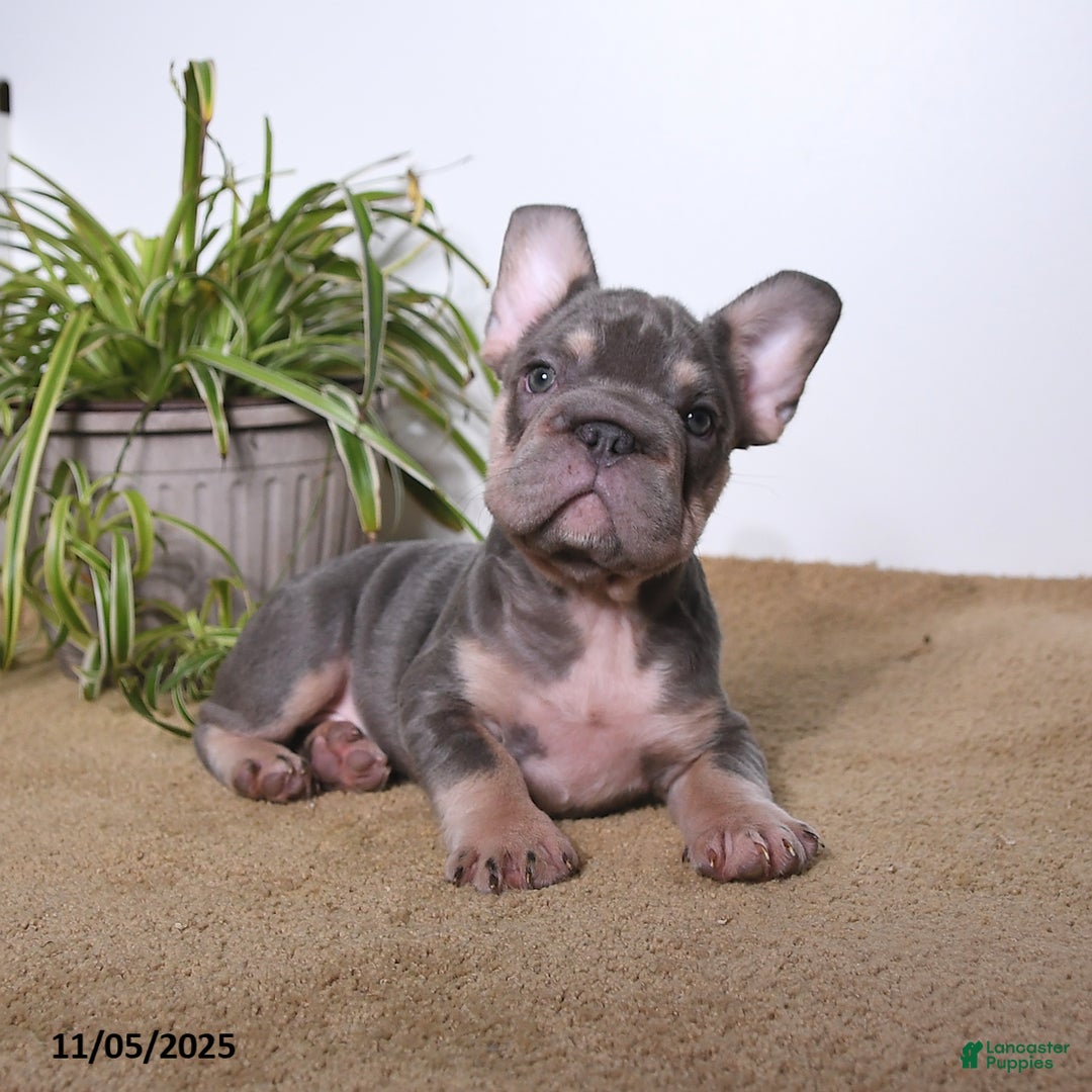 French Bulldog dogs for sale: Paris - Ad 4