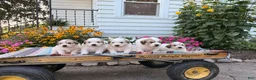 Great Pyrenees dogs for sale: Nicky - Ad 30