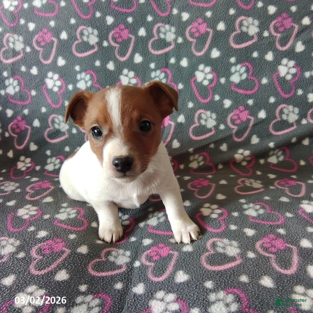 Jack Russell Terrier dogs for sale: Trooper - Ad 2