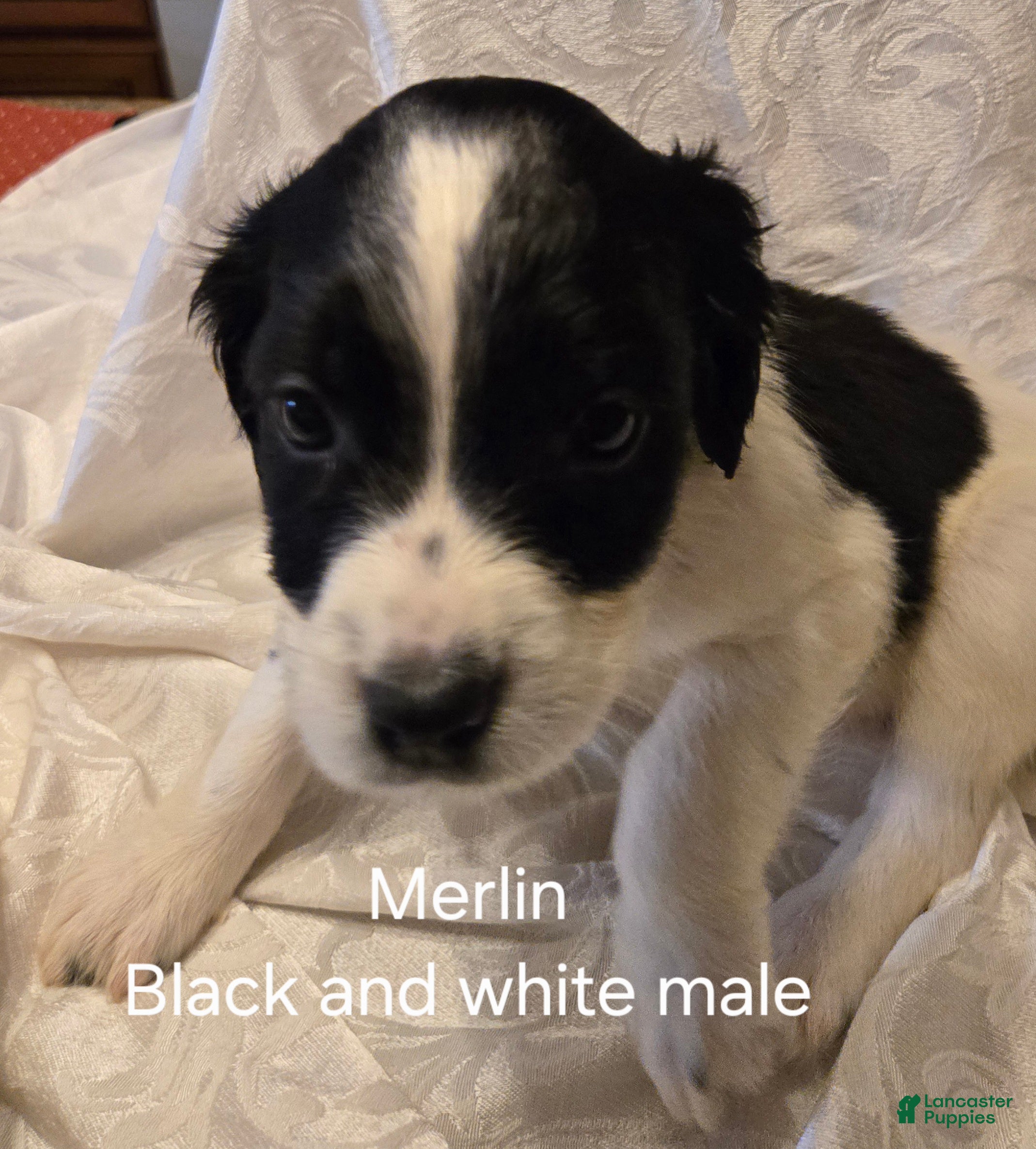 English Springer Spaniel dogs Merlin - Ad 1