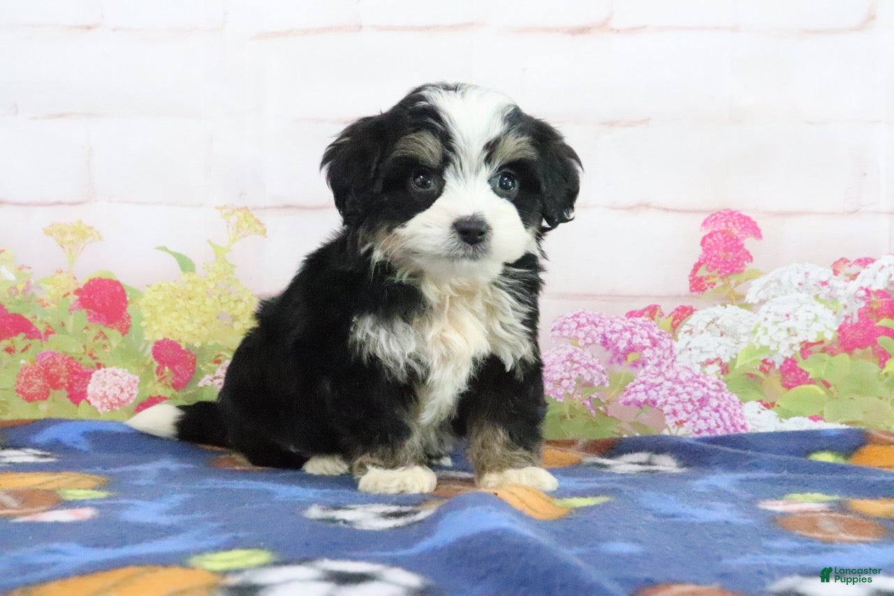 Mini Bernedoodle dogs Logan - Ad 2
