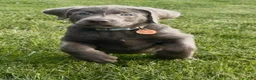 Labrador Retriever dogs for sale: Labrador Retriever 1 - Ad 7
