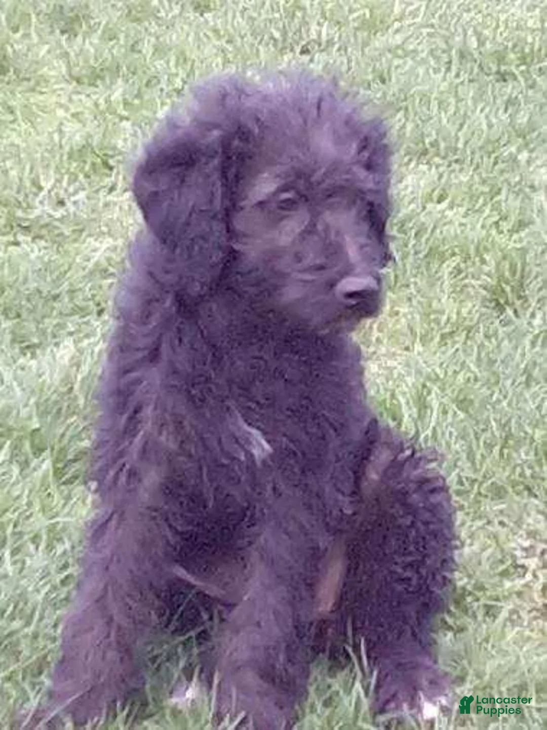 Labradoodle dogs for sale: LADY - Ad 3