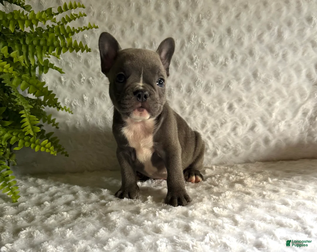 French Bulldog dogs for sale: Blue Jay - Ad 1