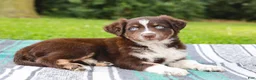 Australian Shepherd dogs for sale: Sarge - Ad 2